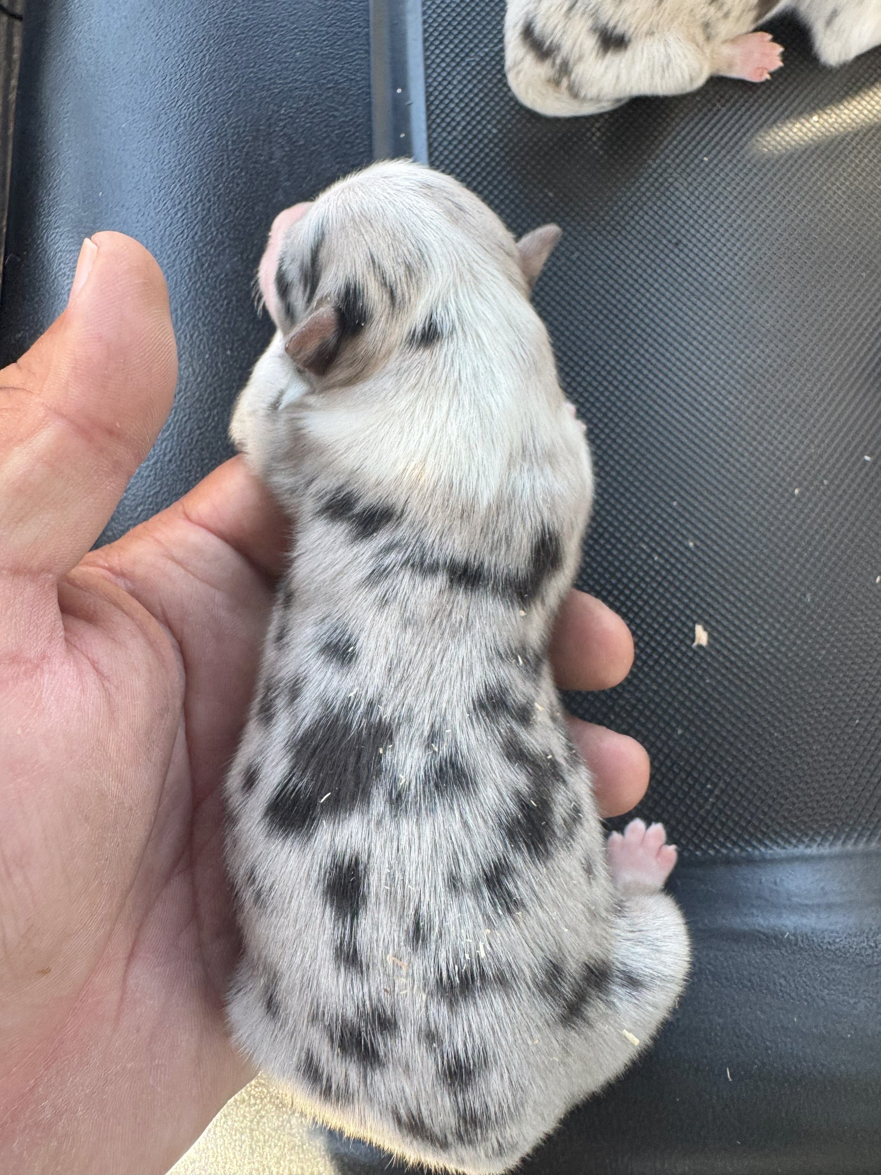Aspen