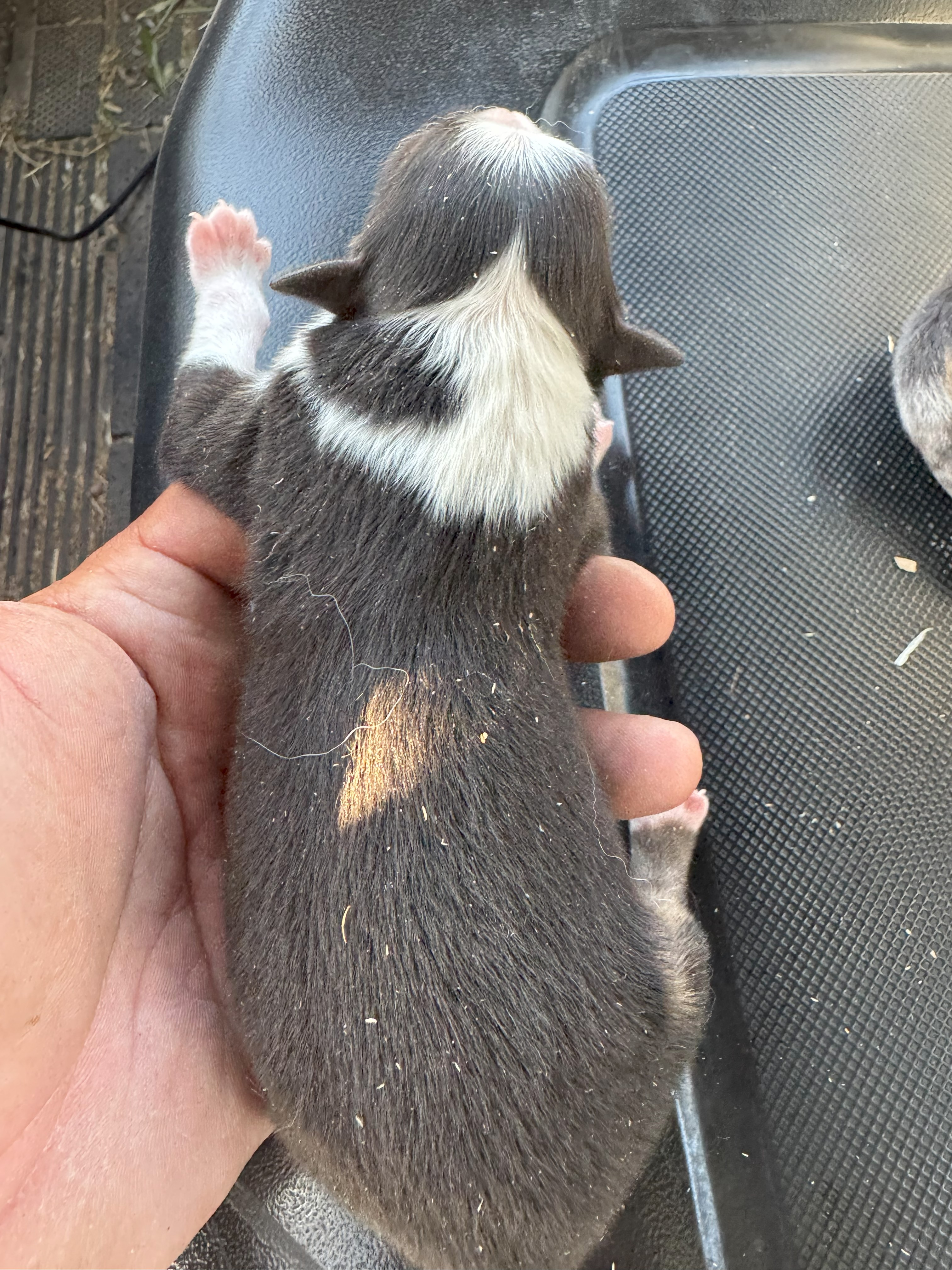 Scout